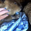 Ecoutez le doux son que produit ce bébé castor à l'heure de dormir !