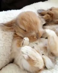Vous allez craquer pour cet adorable petit lapin. Trop chou !