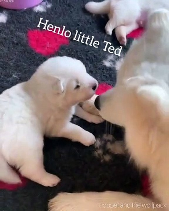 Ces adorables chiots passent un bon moment entr...