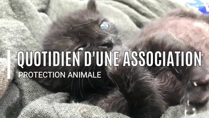 Le quotidien d'une association de protection animale