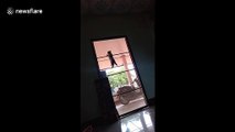 'Spidercat' kitten easily climbs up door at Thai home