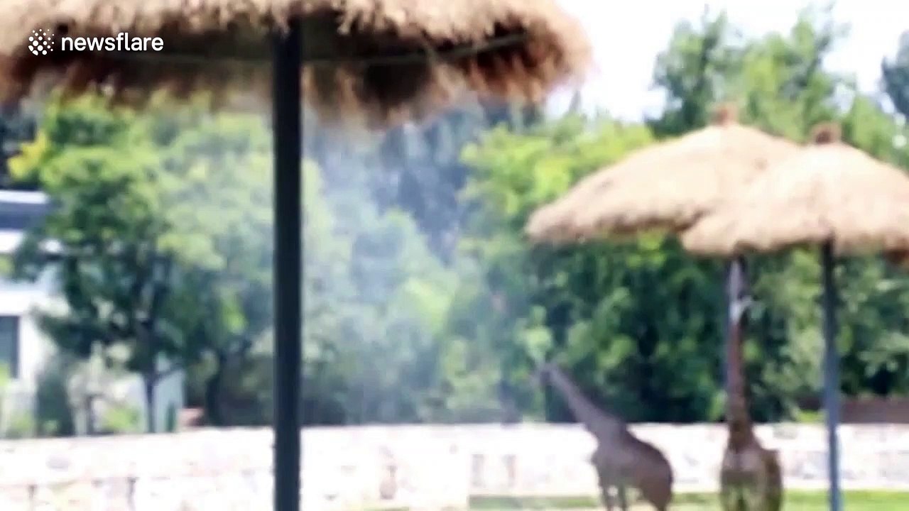 Beijing Zoo uses sprinklers and frozen fruits to help animals cope with heatwave