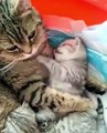 Ce chaton et sa maman sont trop mignons quand ils se donnent des câlins !