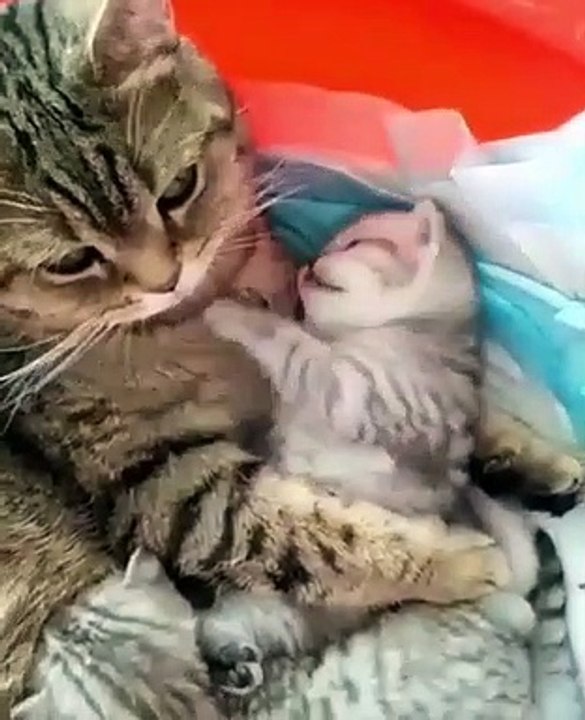 Ce chaton et sa maman sont trop mignons quand ils se donnent des câlins !