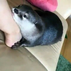 Ce bébé phoque s'aggrippe à sa maman sont très complices. Admirez !