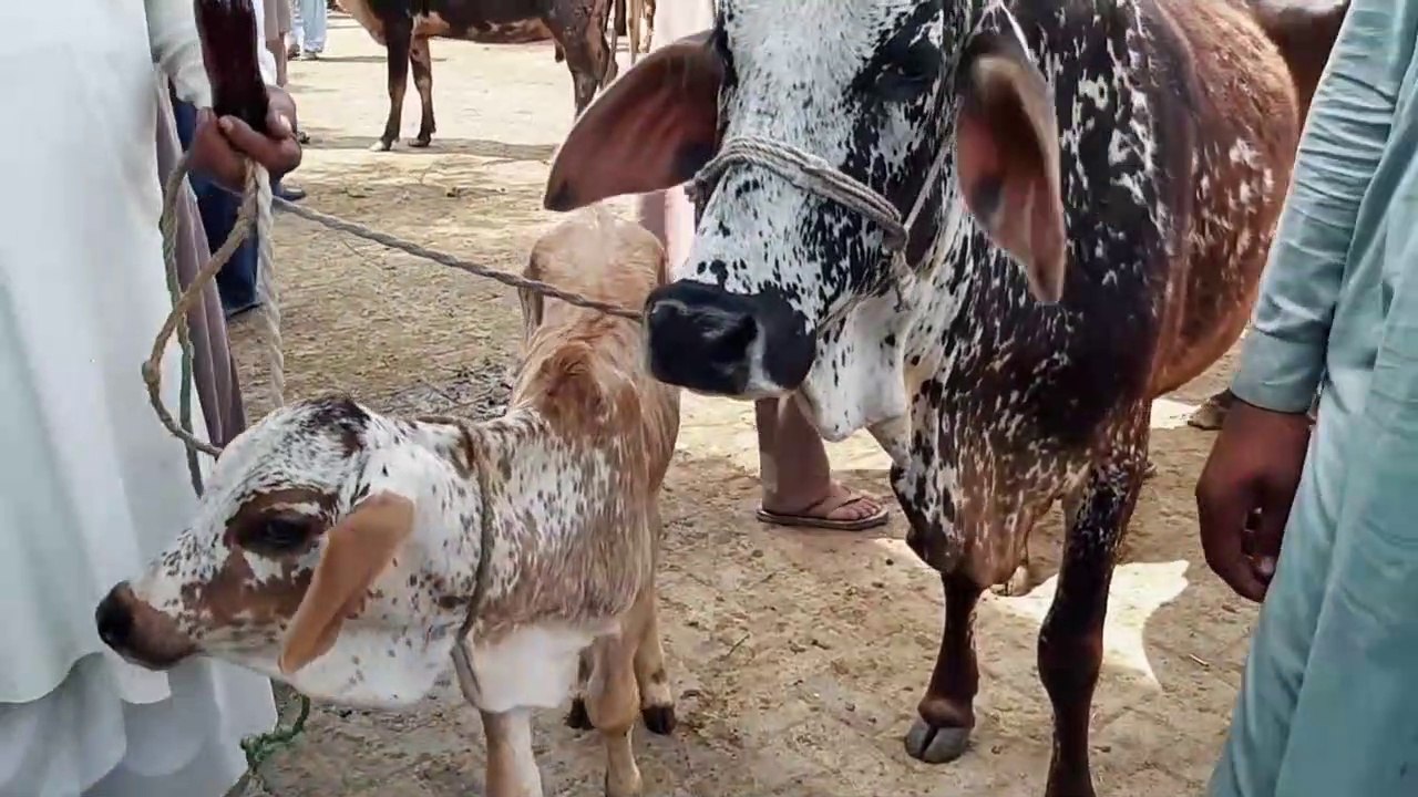 Sale and Purchase of Sahiwal Cows in Sheikhupura Model Mandi - 13 April 2018