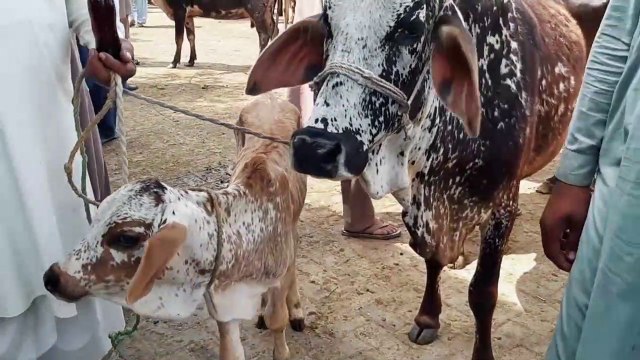 Sale and Purchase of Sahiwal Cows in Sheikhupura Model Mandi - 13 April 2018