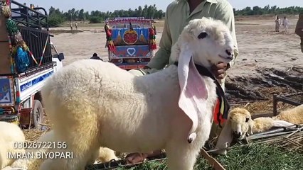 Sargodha Kajla Bhalwal Mandi rate for Bakra Eid 2019 Maal - Sub Sassta Ha