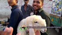 SASTA NAHI MILL GAY - Kajla Chatra Qurbani -Qurbani Eid 2017 - Lahore Bakra Mandi - Cow Mandi