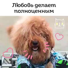 Ce chiot poilu adore se rouler au sol. Trop cute !