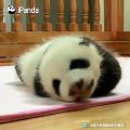 Admirez ces trois adorables pandas qui dorment ensemble. Trop mimi !