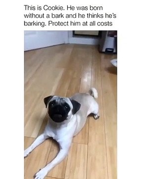 Cette chienne est née sans la capacité d'aboyer et ne le sait pas. Trop chou !