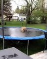 Marrant ! Ce bulldog nous donne de nouvelles astuces de trampoline.