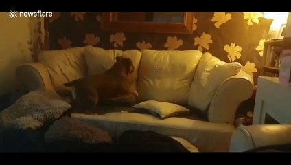 UK bulldog faceplants into couch in while attempting to catch laser light