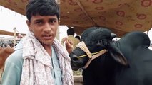 SOODA HOA K NAHI - LAHORE SHAHPUR KANJRA - LAHORE COW AND BAKRA MANDI - BAKRAEID IN PAKISTAN 2018