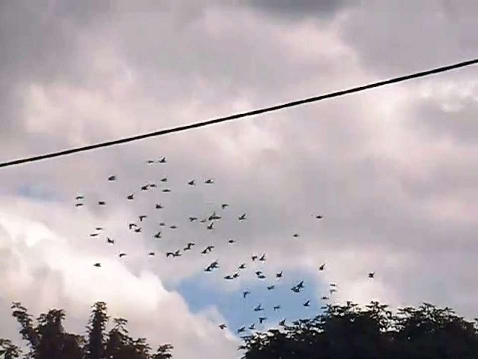 pigeon's flying about