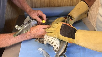 La Dame blanche au chevet des animaux sauvages