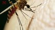 Rare Life-Threatening Virus Found in Mosquitoes