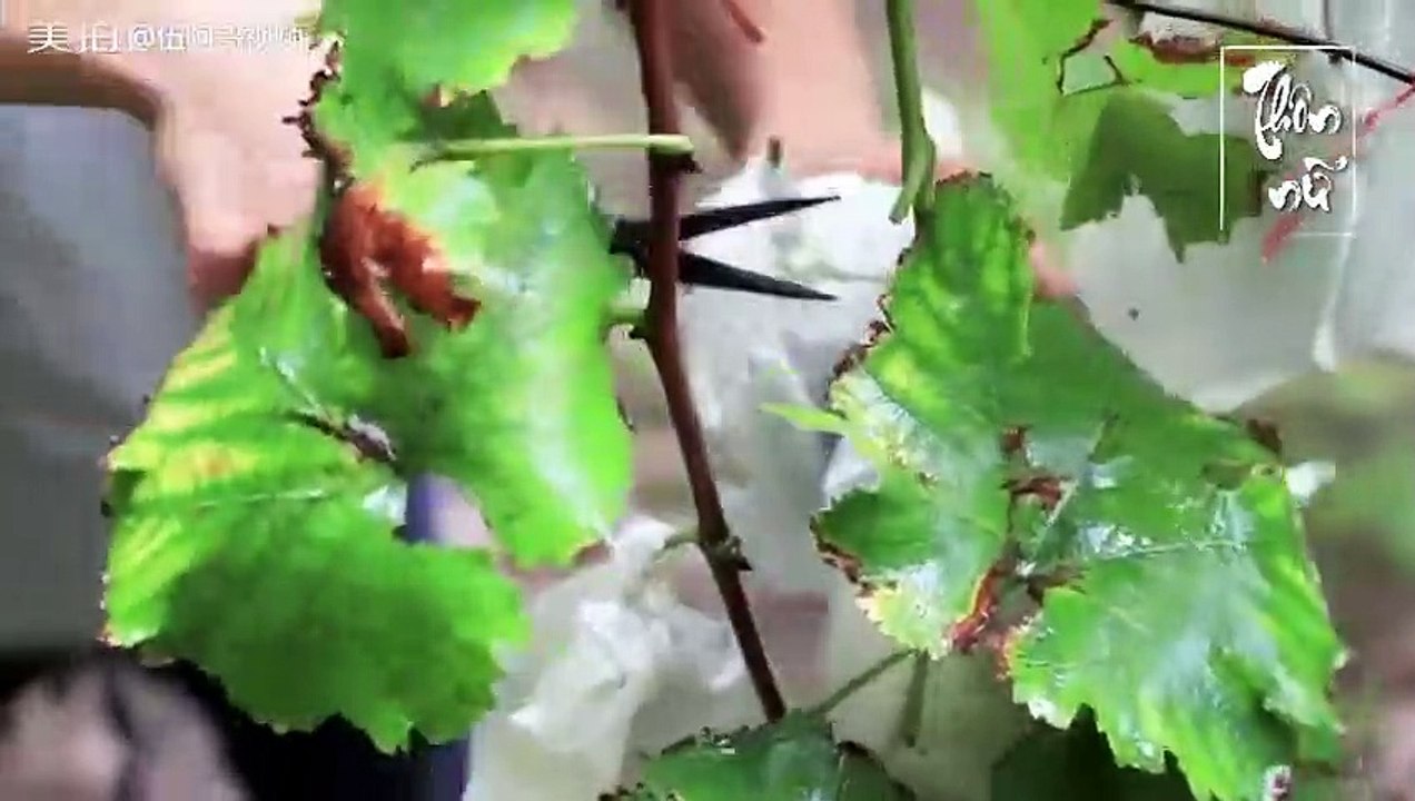 Ngũ A Ca