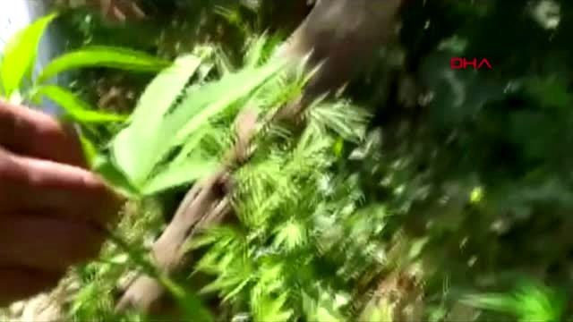 VAN ERCİŞ'TE 108 KÖK HİNT KENEVİRİ ELE GEÇİRİLDİ