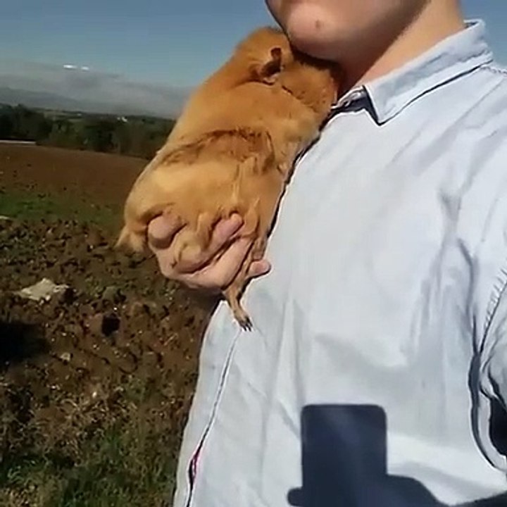 Ce cochon d'Inde aime tellement les câlins. Trop mignon !