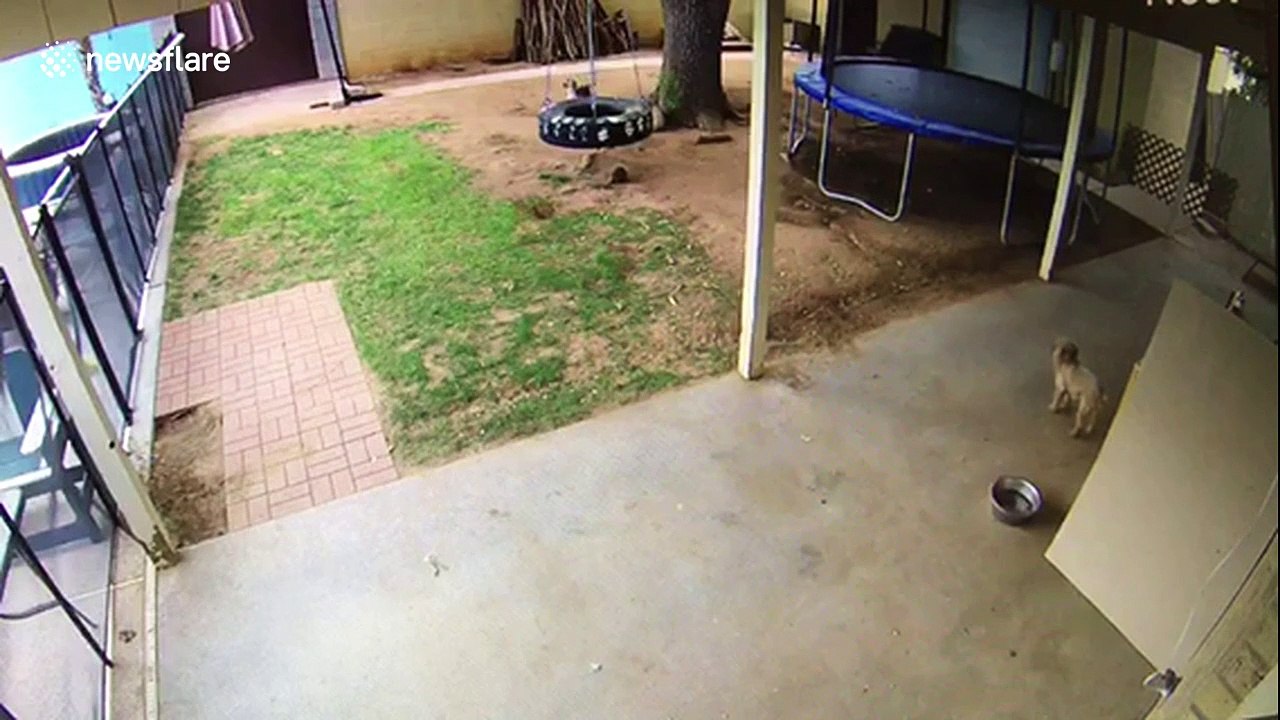 Beagle goes nuts after squirrel gets stuck on trampoline in Texas home