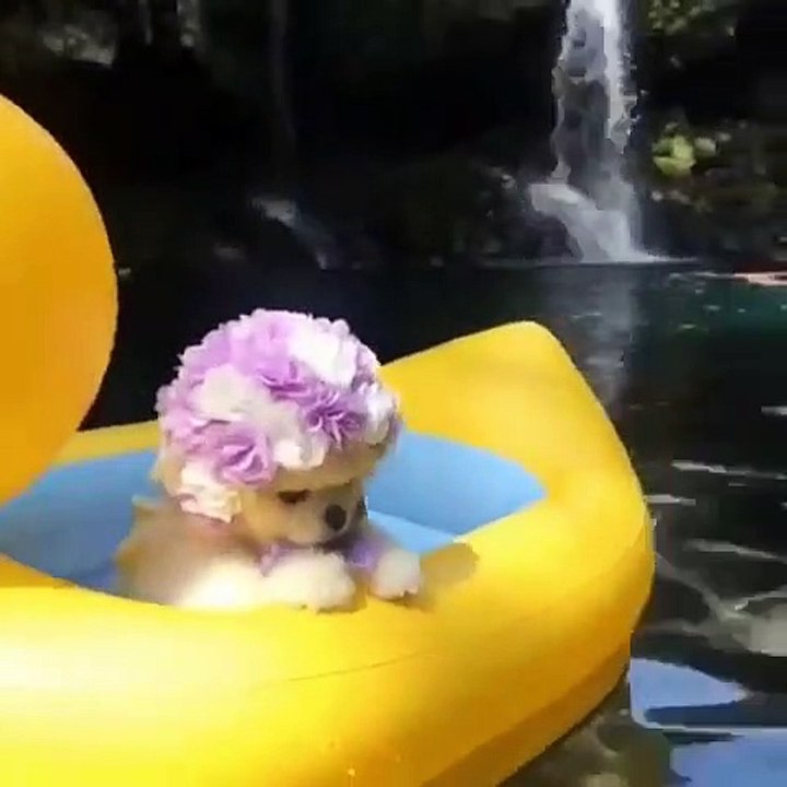 A absolument Voir ! Admirez le joli bonnet de ce chiot.