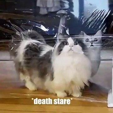 Chats Intelligents ! Regardez comment ces chats intelligents s'en sortent face aux obstacles !