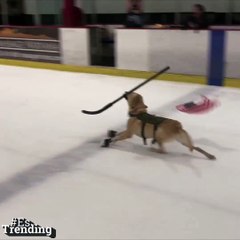 Adorable y talentoso. el primer perro en el mundo que patina sobre hielo