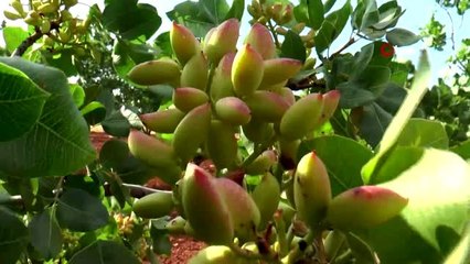 Antep fıstığı üreticisine "acele etmeyin" uyarısı