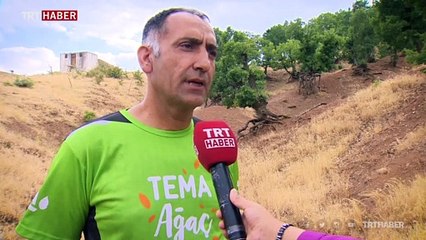 Diyarbakır'da kökleri dışarıda kalan ağaçlar ilginç görüntüler oluşturuyor