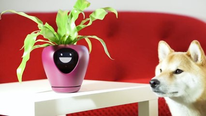 This planter will make you dig up your old Tamagotchi — Future Blink