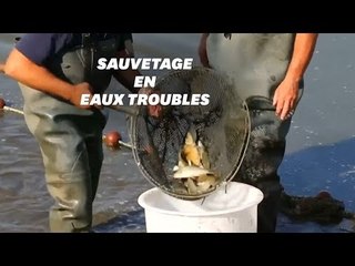 Ils sauvent 600 kilos de poissons de la sécheresse dans la Creuse