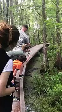 Cet idiot fait tomber son smartphone à côté d'un crocodile