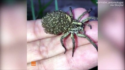 Cette araignée porte ses milliers de bébés sur son dos... Adorable ou terrifiant