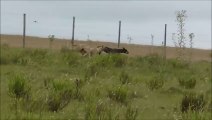 L'incroyable course-poursuite entre des chiens et un lapin