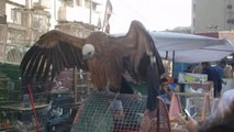 Il sort son vautour géant en plein marché. Animal magnifique