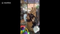 No monkeying around! Capuchin cleans windows in Houston