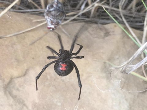 8 nightmarish things to know about black widow spiders - ABC15 Digital