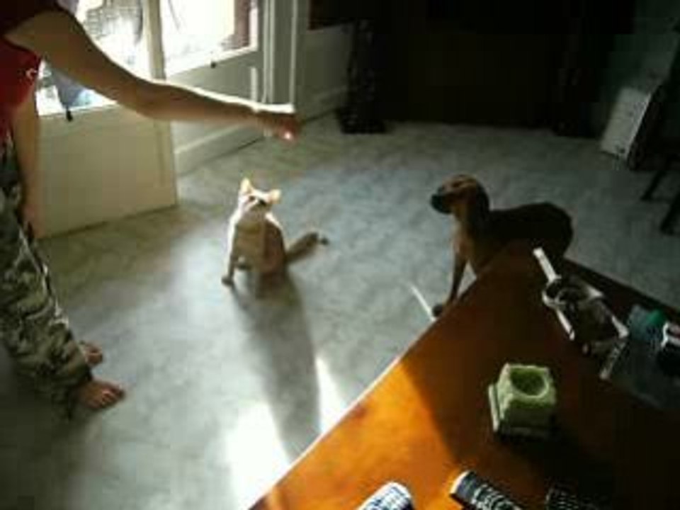 chat et chien