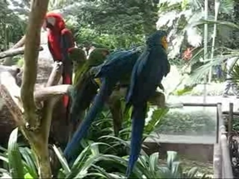 Talking Parrot