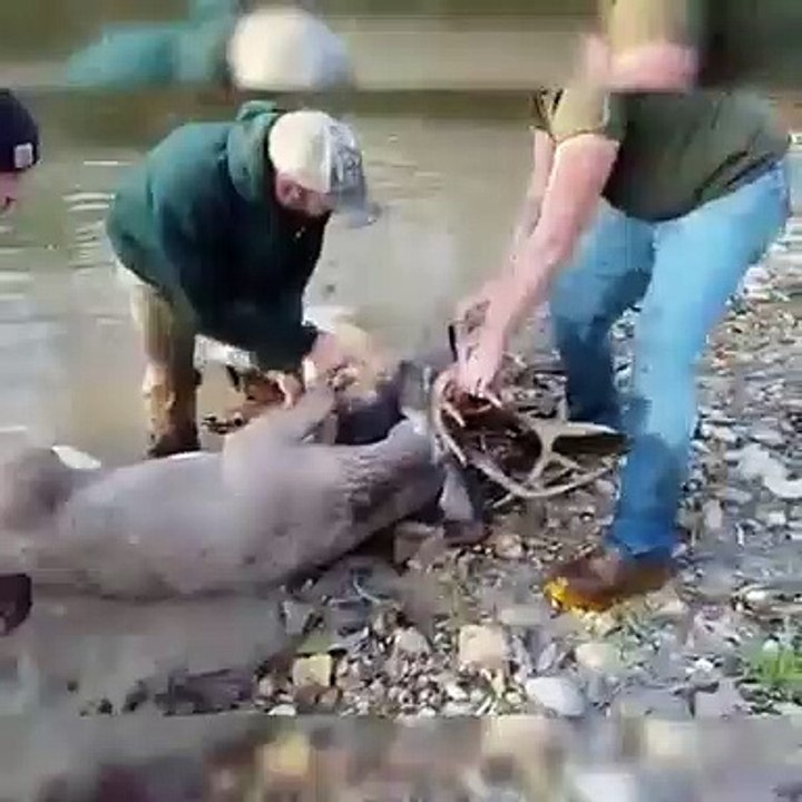 Whitetail buck fight hunters helping the hunted