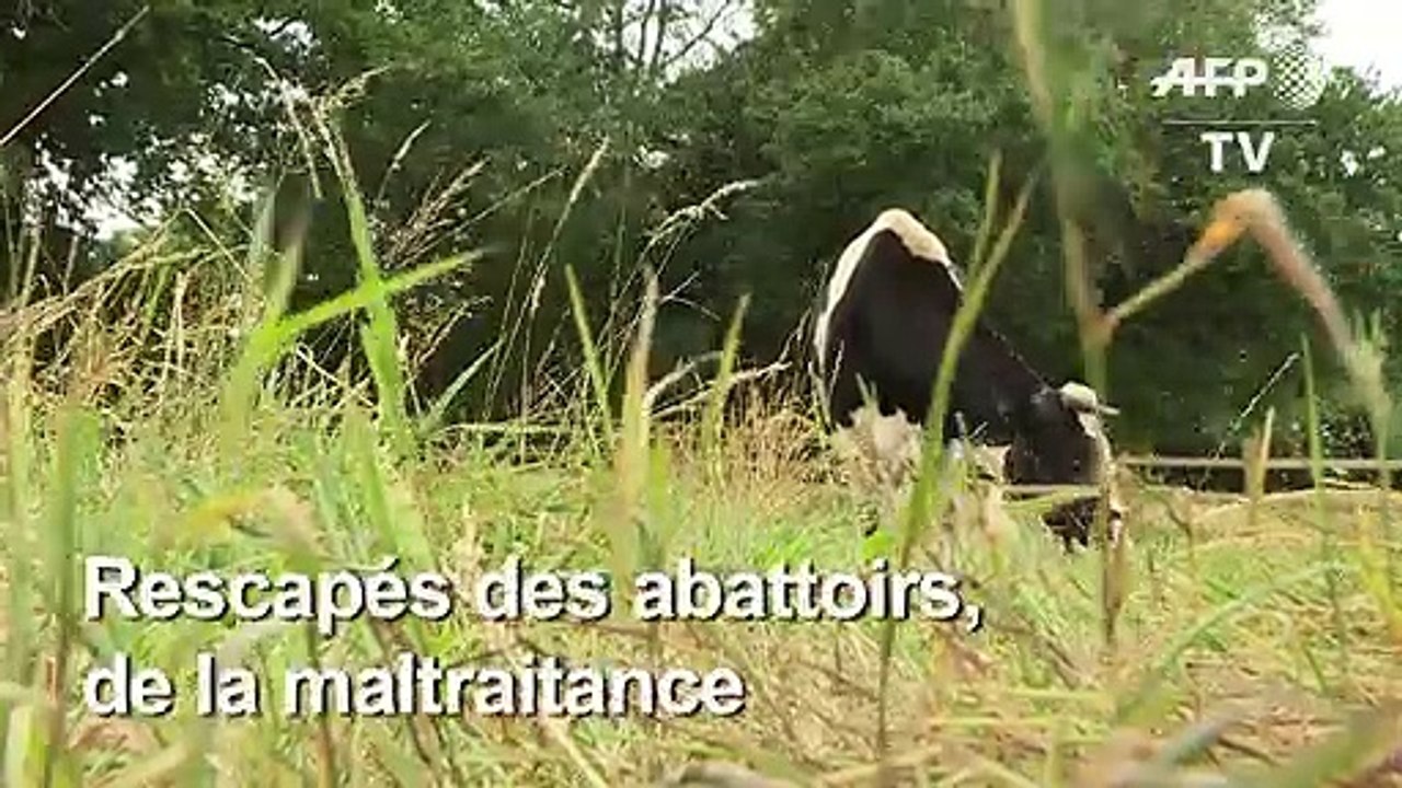 Un refuge pour les animaux sauvés "d'une mort programmée"