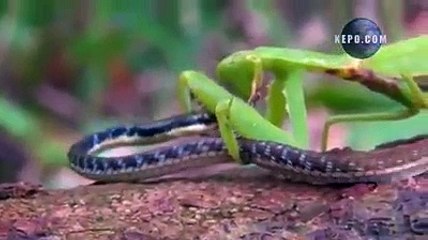 دنیا کی وہ واحد ویڈیو جو سب سے مہنگے داموں فروخت کی گئی