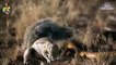 Amazing Snake Python King Cobra Big Battle In The Desert Mongoose - Amazing A...