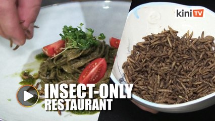 Bugs the main ingredient at South Africa's first insect-only restaurant