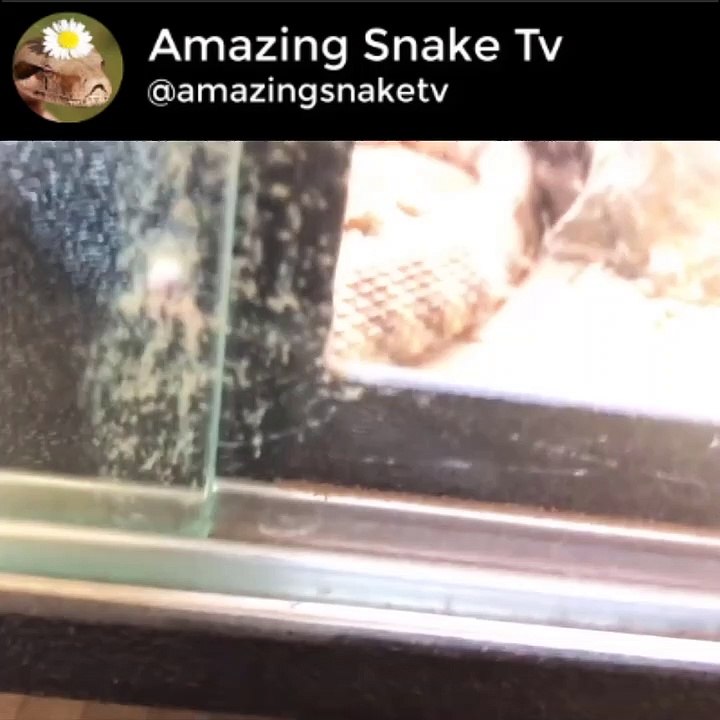 Male tiger rattlesnake striking mouse (live feeding)