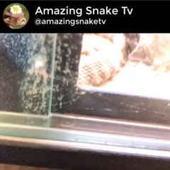 Male tiger rattlesnake striking mouse (live feeding)