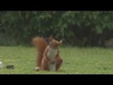 un ecureuil qui jongle!!! pub carlsberg sport