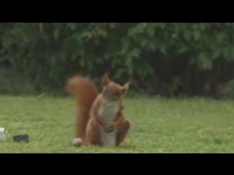 un ecureuil qui jongle!!! pub carlsberg sport